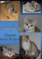 Mickey 11 weken